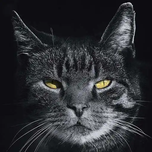 Play Wallpaper Hitam Keren APK Play Wallpaper Hitam Keren APK