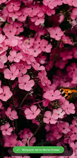 Play Wallpaper Hub and enjoy Wallpaper Hub with UptoPlay Play Wallpaper Hub and enjoy Wallpaper Hub with UptoPlay