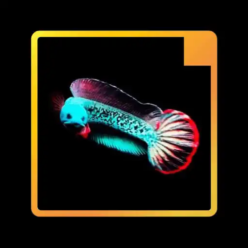 Play Wallpaper Ikan Channa APK