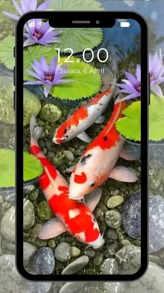 Play Wallpaper Ikan Koi Hidup and enjoy Wallpaper Ikan Koi Hidup with UptoPlay Play Wallpaper Ikan Koi Hidup and enjoy Wallpaper Ikan Koi Hidup with UptoPlay