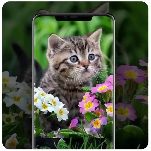 Play Wallpaper Kucing Imut dan Lucu APK Play Wallpaper Kucing Imut dan Lucu APK