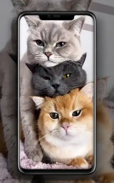 Play Wallpaper Kucing Imut dan Lucu as an online game Wallpaper Kucing Imut dan Lucu with UptoPlay