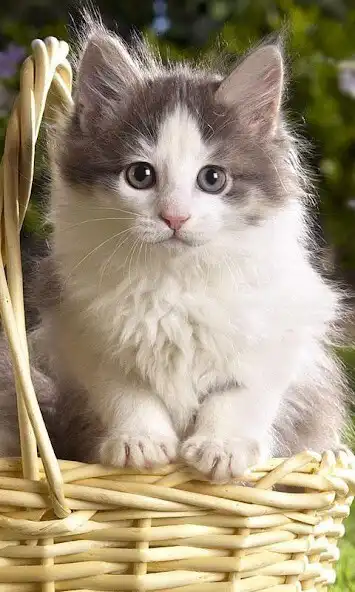 Play Wallpaper Kucing Lucu and enjoy Wallpaper Kucing Lucu with UptoPlay Play Wallpaper Kucing Lucu and enjoy Wallpaper Kucing Lucu with UptoPlay