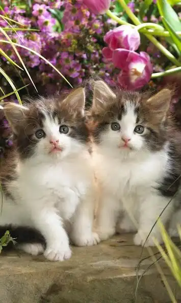 Play Wallpaper Kucing Lucu as an online game online Wallpaper Kucing Lucu with UptoPlay Play Wallpaper Kucing Lucu as an online game Wallpaper Kucing Lucu with UptoPlay