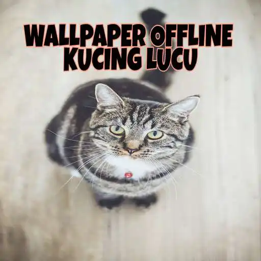 Play Wallpaper Offline Kucing Lucu APK