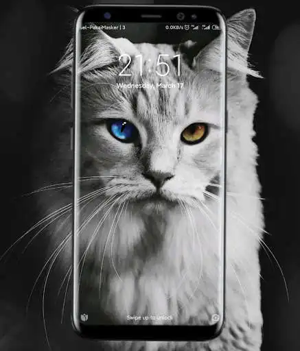 Play Wallpaper Offline Kucing Lucu  and enjoy Wallpaper Offline Kucing Lucu with UptoPlay