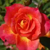 Free play online wallpaper red roses APK Free play online wallpaper red roses APK
