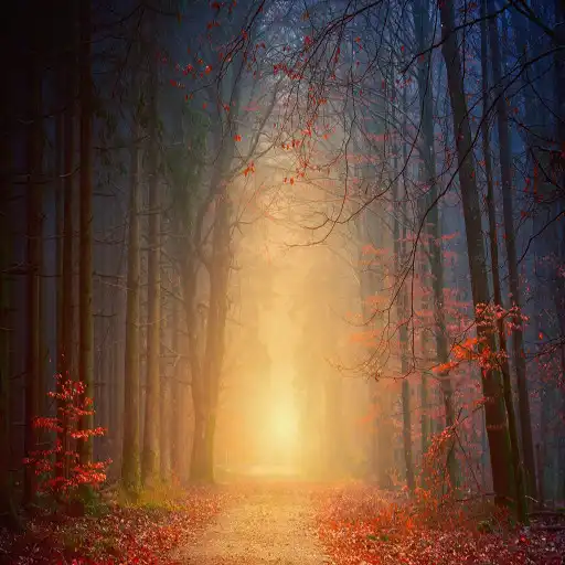 Play Wallpaper Road and Trees APK Play Wallpaper Road and Trees APK