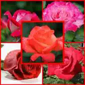 Free play online wallpaper roses APK Free play online wallpaper roses APK