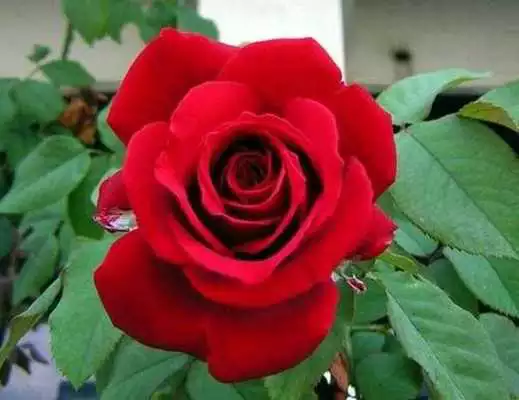 Play wallpaper roses