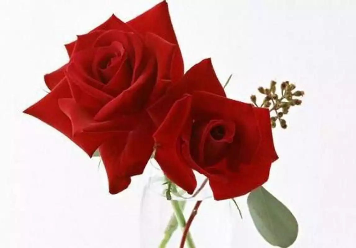 Play wallpaper roses