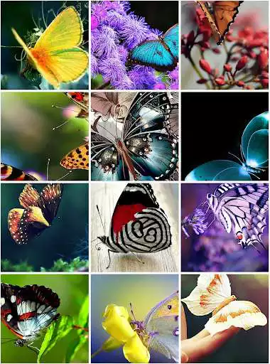 Play Wallpapers Butterfly  and enjoy Wallpapers Butterfly with UptoPlay