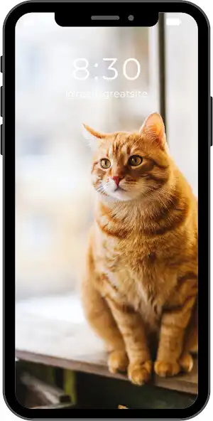 Play Wallpapers Cats 4k  and enjoy Wallpapers Cats 4k with UptoPlay