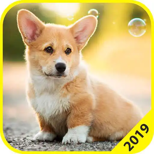 Play Wallpapers: Corgis APK