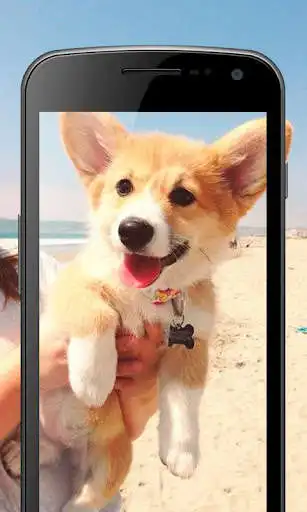 Play Wallpapers: Corgis as an online game Wallpapers: Corgis with UptoPlay