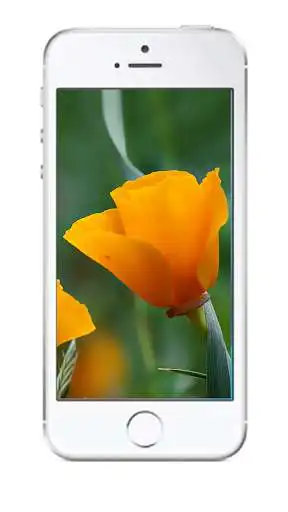 Play Wallpapers for iPhone 5 / 5s as an online game Wallpapers for iPhone 5 / 5s with UptoPlay