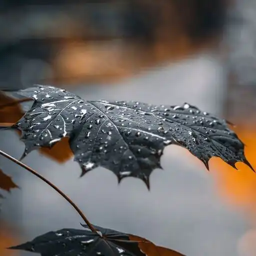 Play Wallpapers for Micromax APK Play Wallpapers for Micromax APK