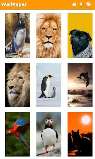 Play WallPapers from Micromax