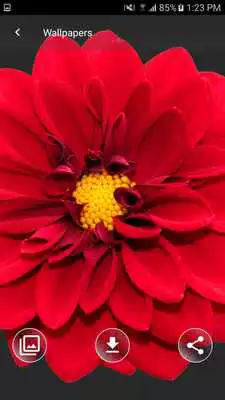 Play Wallpapers HD 2018