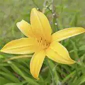 Free play online Wallpapers HD Flowers APK