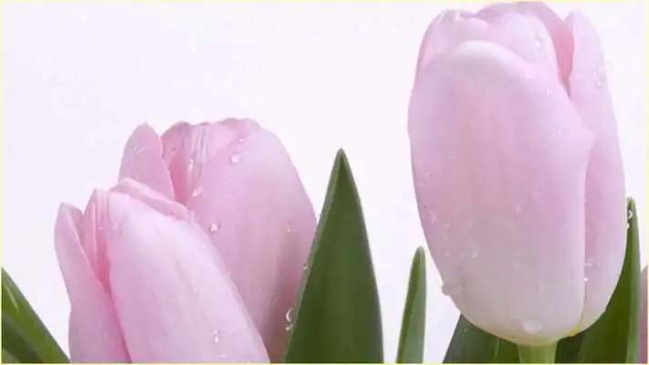 Play Wallpapers HD Flowers