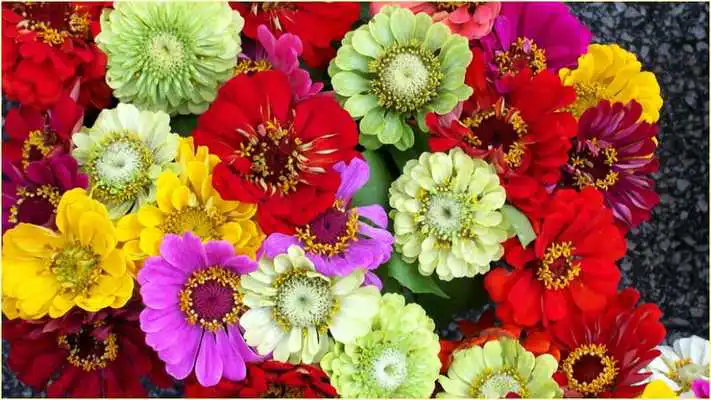 Play Wallpapers HD Flowers