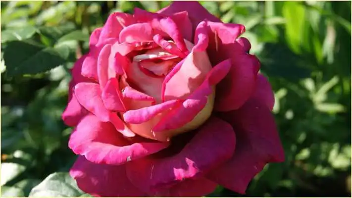 Play Wallpapers HD Flowers