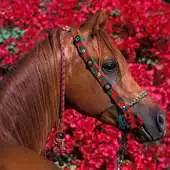 Free play online Wallpapers HD Horses APK Free play online Wallpapers HD Horses APK
