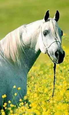Play Wallpapers HD Horses