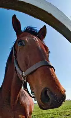 Play Wallpapers HD Horses