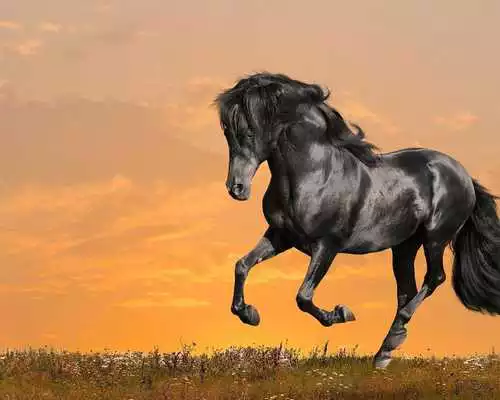 Play Wallpapers HD Horses