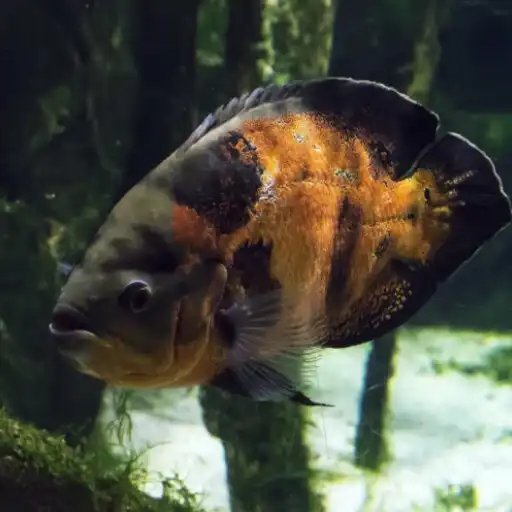 Play Wallpapers Oscar Fish APK Play Wallpapers Oscar Fish APK