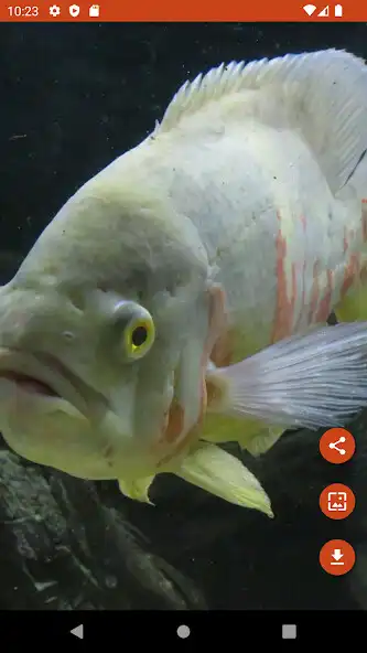 Play Wallpapers Oscar Fish  and enjoy Wallpapers Oscar Fish with UptoPlay