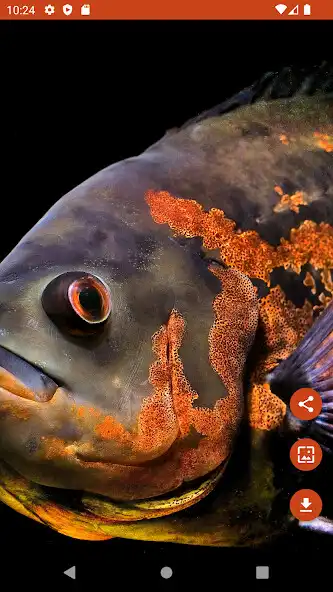 Play Wallpapers Oscar Fish as an online game Wallpapers Oscar Fish with UptoPlay