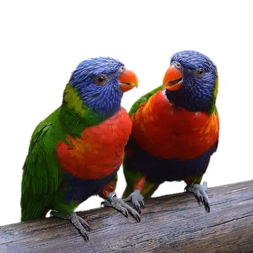 Play Wallpapers parrot lorry APK