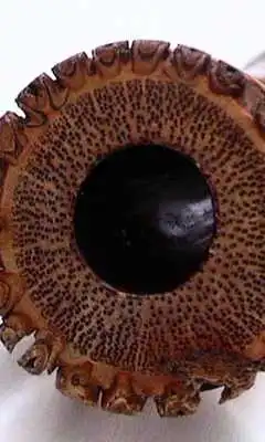 Play Wallpapers Shakuhachi Play Wallpapers Shakuhachi