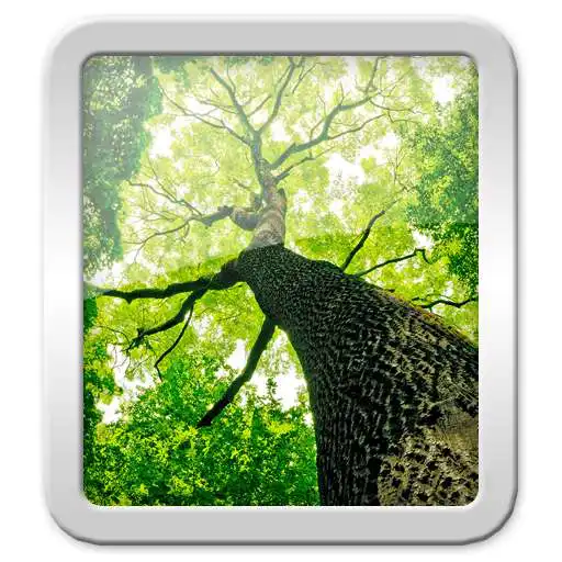 Play Wallpapers Tree APK