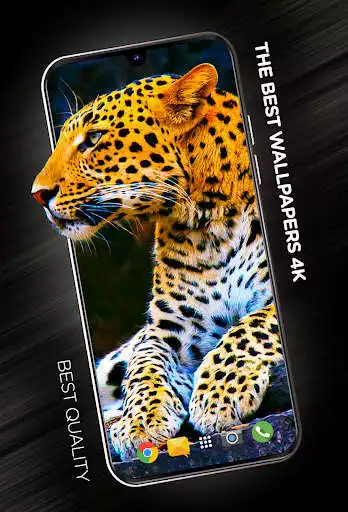 Play Wallpapers with Animals in 4K  and enjoy Wallpapers with Animals in 4K with UptoPlay