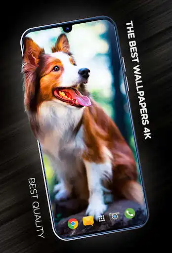 Play Wallpapers with dogs in 4K  and enjoy Wallpapers with dogs in 4K with UptoPlay