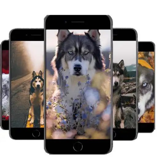Play Wallpapers wolf 4k APK Play Wallpapers wolf 4k APK
