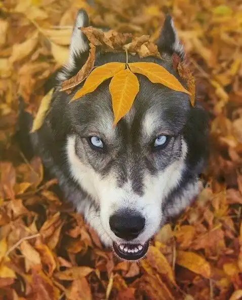 Play Wallpapers wolf 4k  and enjoy Wallpapers wolf 4k with UptoPlay