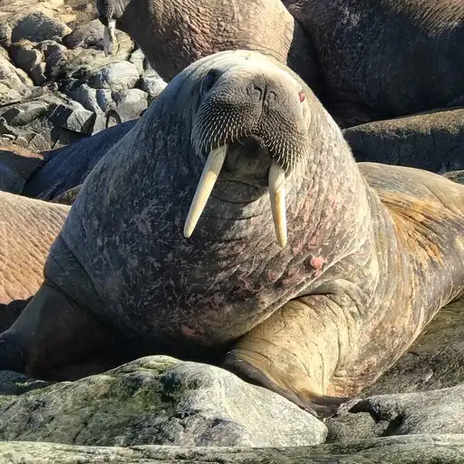 Play Walrus Sounds APK Play Walrus Sounds APK