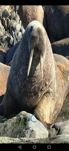 Play Walrus Sounds  and enjoy Walrus Sounds with UptoPlay