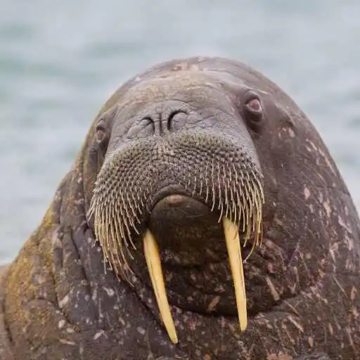 Play Walrus Wallpaper APK