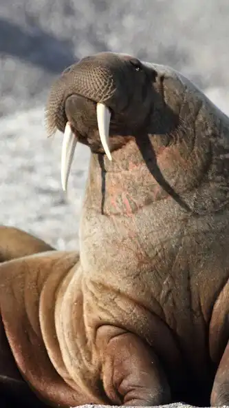 Play Walrus Wallpaper and enjoy Walrus Wallpaper with UptoPlay Play Walrus Wallpaper and enjoy Walrus Wallpaper with UptoPlay