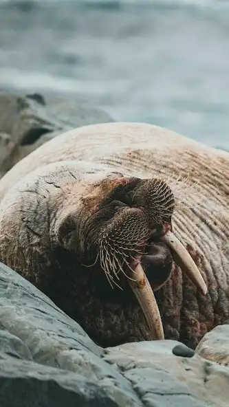 Play Walrus Wallpaper as an online game online Walrus Wallpaper with UptoPlay Play Walrus Wallpaper as an online game Walrus Wallpaper with UptoPlay