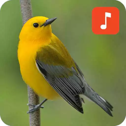 Play Warbler bird Ringtones APK Play Warbler bird Ringtones APK