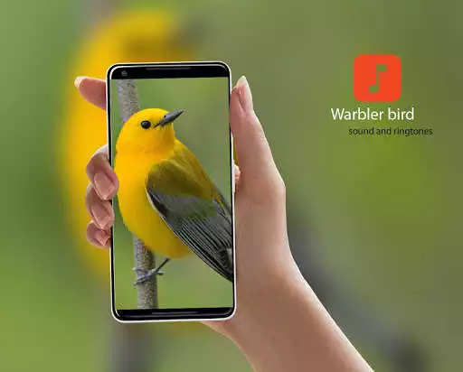 Play Warbler bird Ringtones  and enjoy Warbler bird Ringtones with UptoPlay