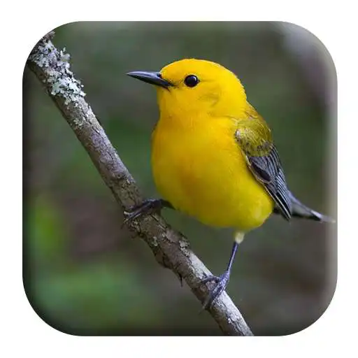 Play Warbler Bird Sounds APK