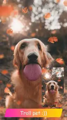 Play Warp Face Funny - Photo Warp Editor